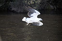 Sea Eagle on The Arthur  River